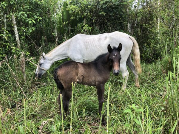 8-daagse Paardrijdtocht bergen, vulkanen, regenwoud - Costa Rica