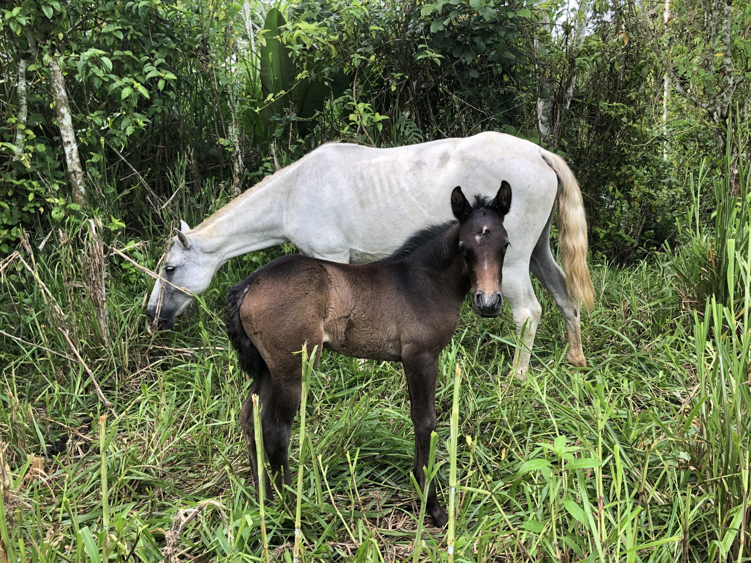 8-daagse Paardrijdtocht bergen, vulkanen, regenwoud - Costa Rica - Afbeelding 33