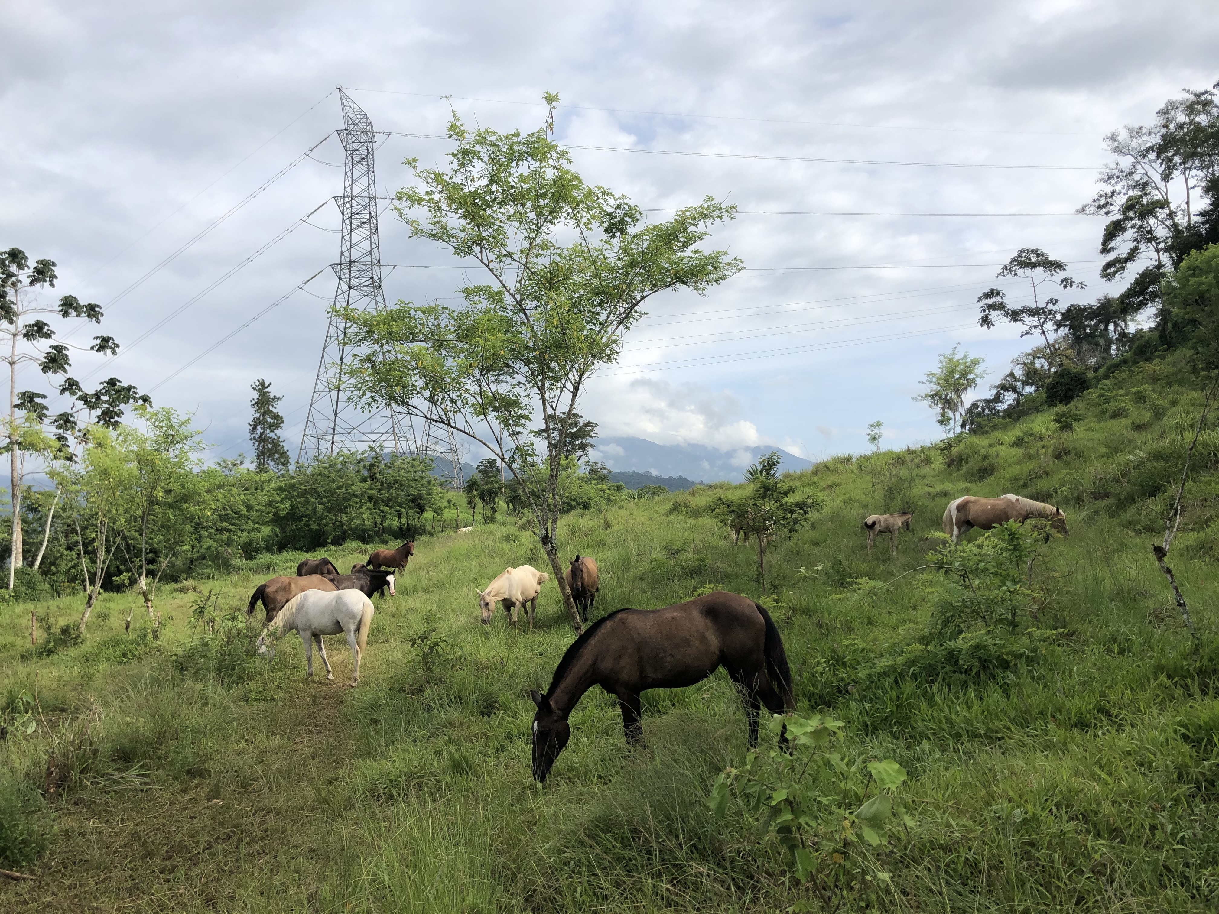 10-daagse Paardrijdtocht van berglandschappen naar de Pacifische kust - Costa Rica - Afbeelding 35