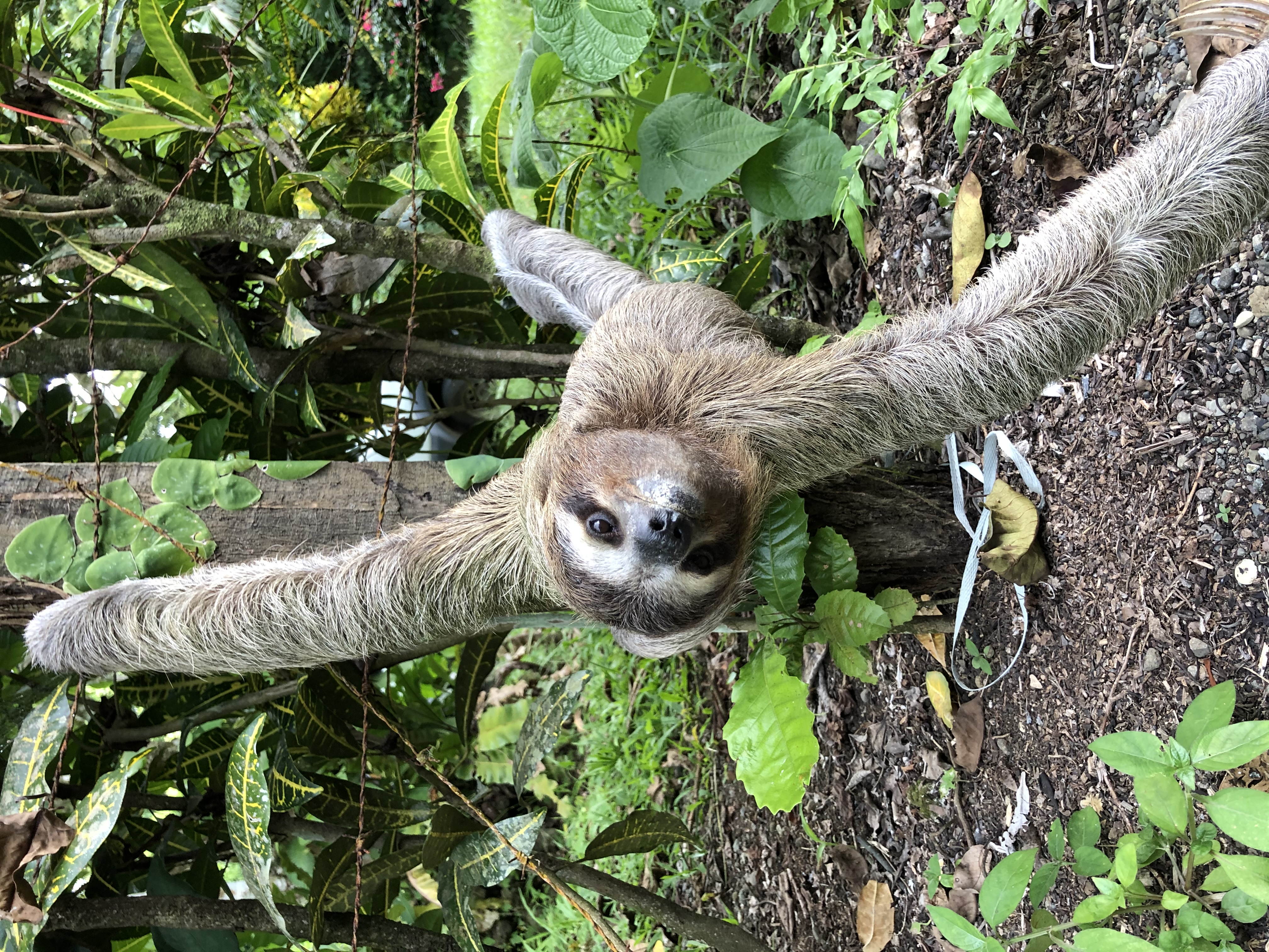 8-daagse Paardrijdtocht bergen, vulkanen, regenwoud - Costa Rica - Afbeelding 12