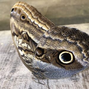 10-daagse Paardrijdtocht van berglandschappen naar de Pacifische kust - Costa Rica - Afbeelding 14