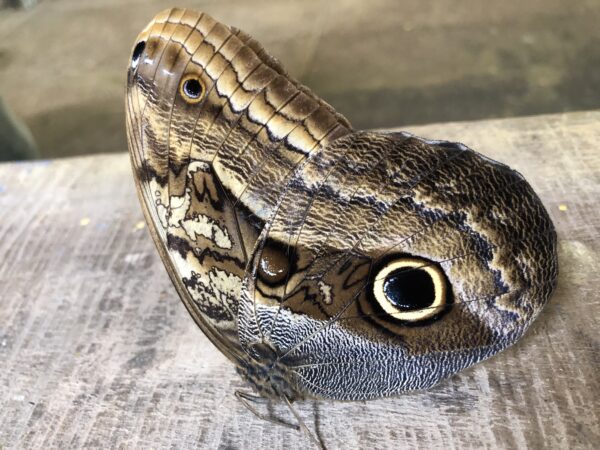 10-daagse Paardrijdtocht van berglandschappen naar de Pacifische kust - Costa Rica