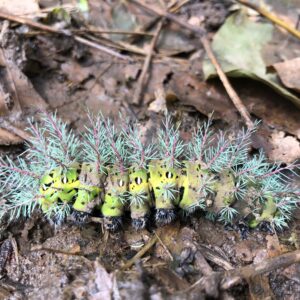 8-daagse Paardrijdtocht bergen, vulkanen, regenwoud - Costa Rica - Afbeelding 11