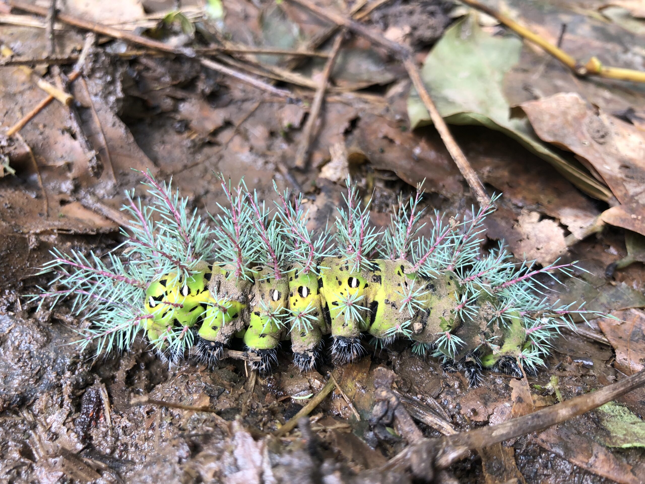 8-daagse Paardrijdtocht bergen, vulkanen, regenwoud - Costa Rica - Afbeelding 11