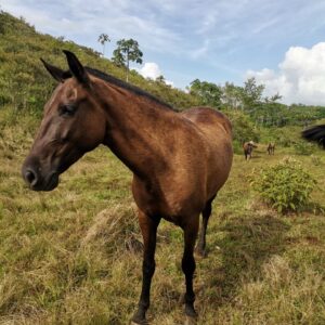 8-daagse Paardrijdtocht bergen, vulkanen, regenwoud - Costa Rica - Afbeelding 32