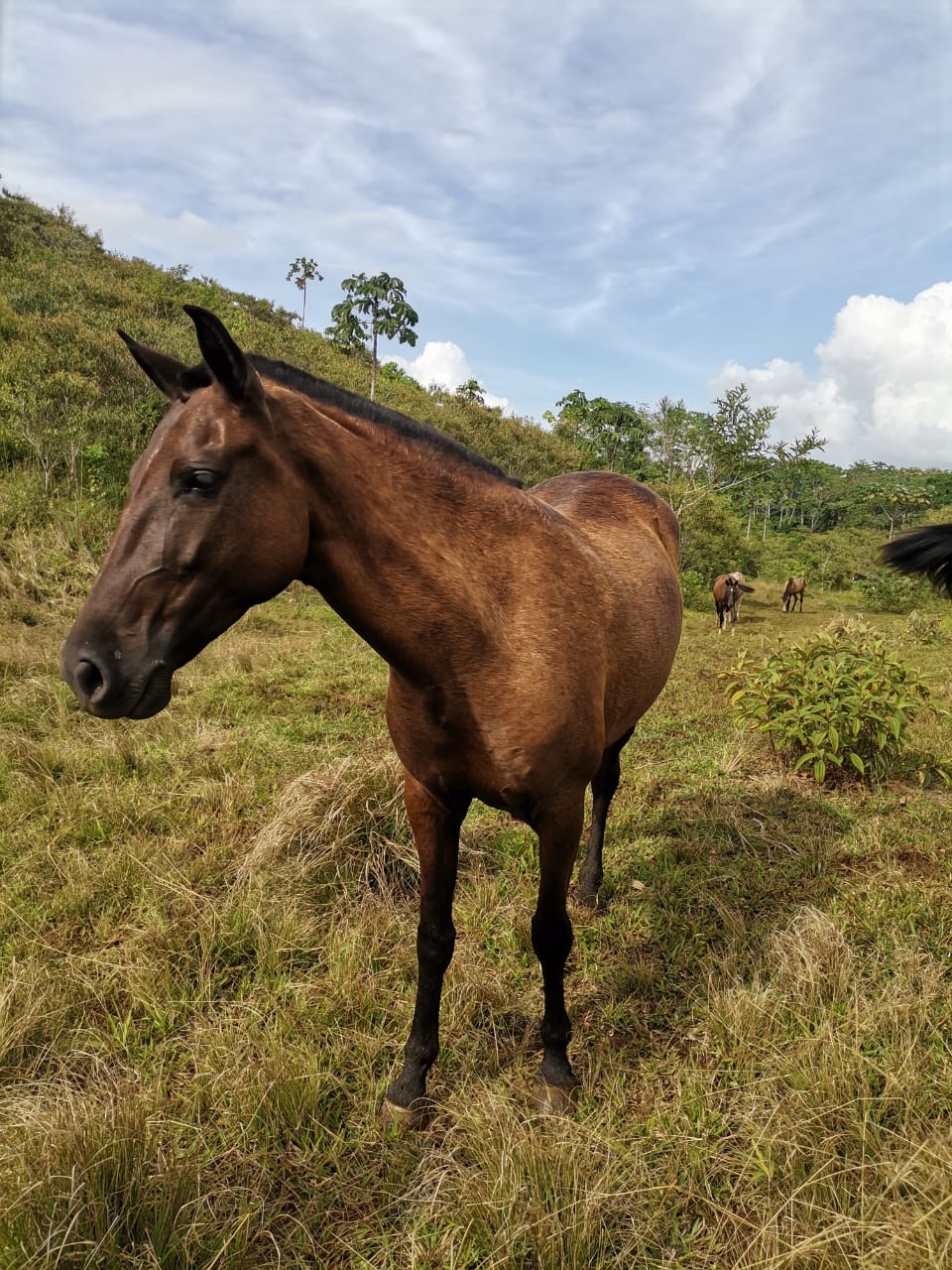 8-daagse Paardrijdtocht bergen, vulkanen, regenwoud - Costa Rica