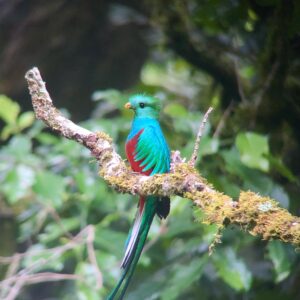 8-daagse Paardrijdtocht bergen, vulkanen, regenwoud - Costa Rica - Afbeelding 10