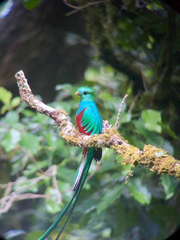 8-daagse Paardrijdtocht bergen, vulkanen, regenwoud - Costa Rica