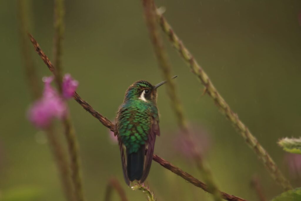 10-daagse Paardrijdtocht van berglandschappen naar de Pacifische kust - Costa Rica