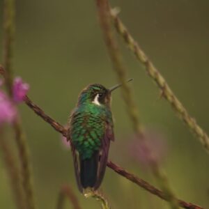 10-daagse Paardrijdtocht van berglandschappen naar de Pacifische kust - Costa Rica - Afbeelding 12