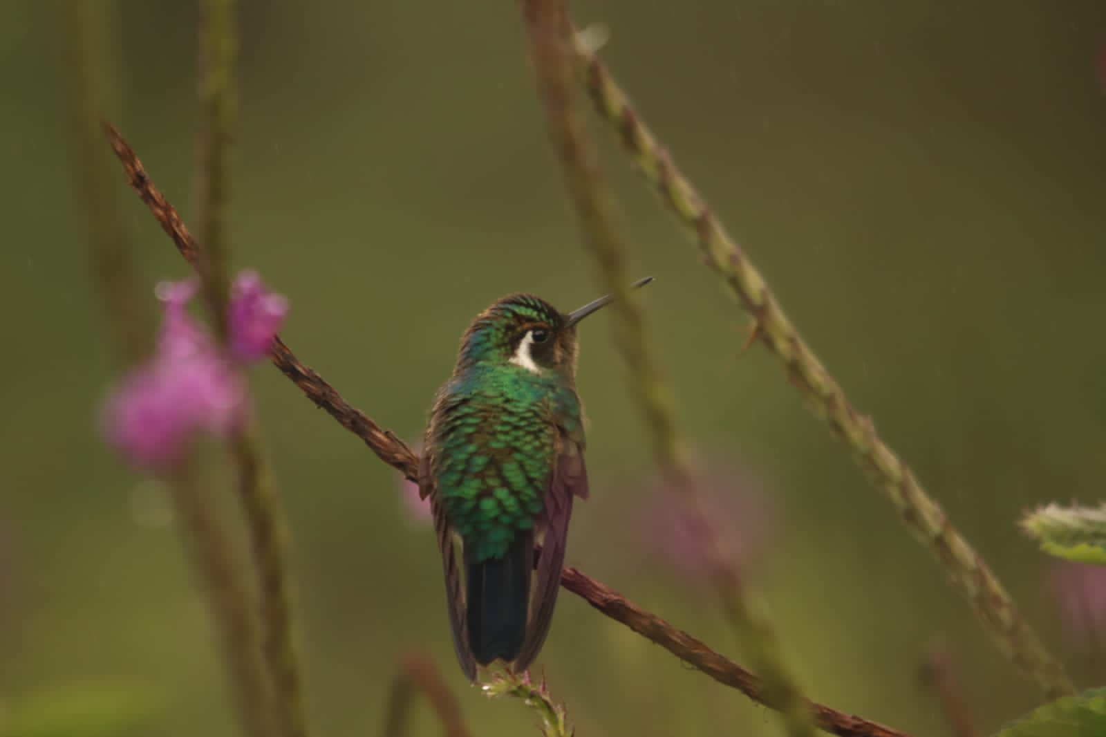 10-daagse Paardrijdtocht van berglandschappen naar de Pacifische kust - Costa Rica - Afbeelding 12