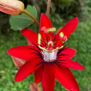 8-daagse Paardrijdtocht bergen, vulkanen, regenwoud - Costa Rica - Afbeelding 9