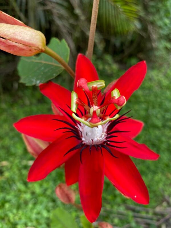 8-daagse Paardrijdtocht bergen, vulkanen, regenwoud - Costa Rica