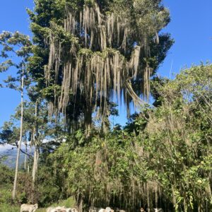 10-daagse Paardrijdtocht van berglandschappen naar de Pacifische kust - Costa Rica - Afbeelding 11