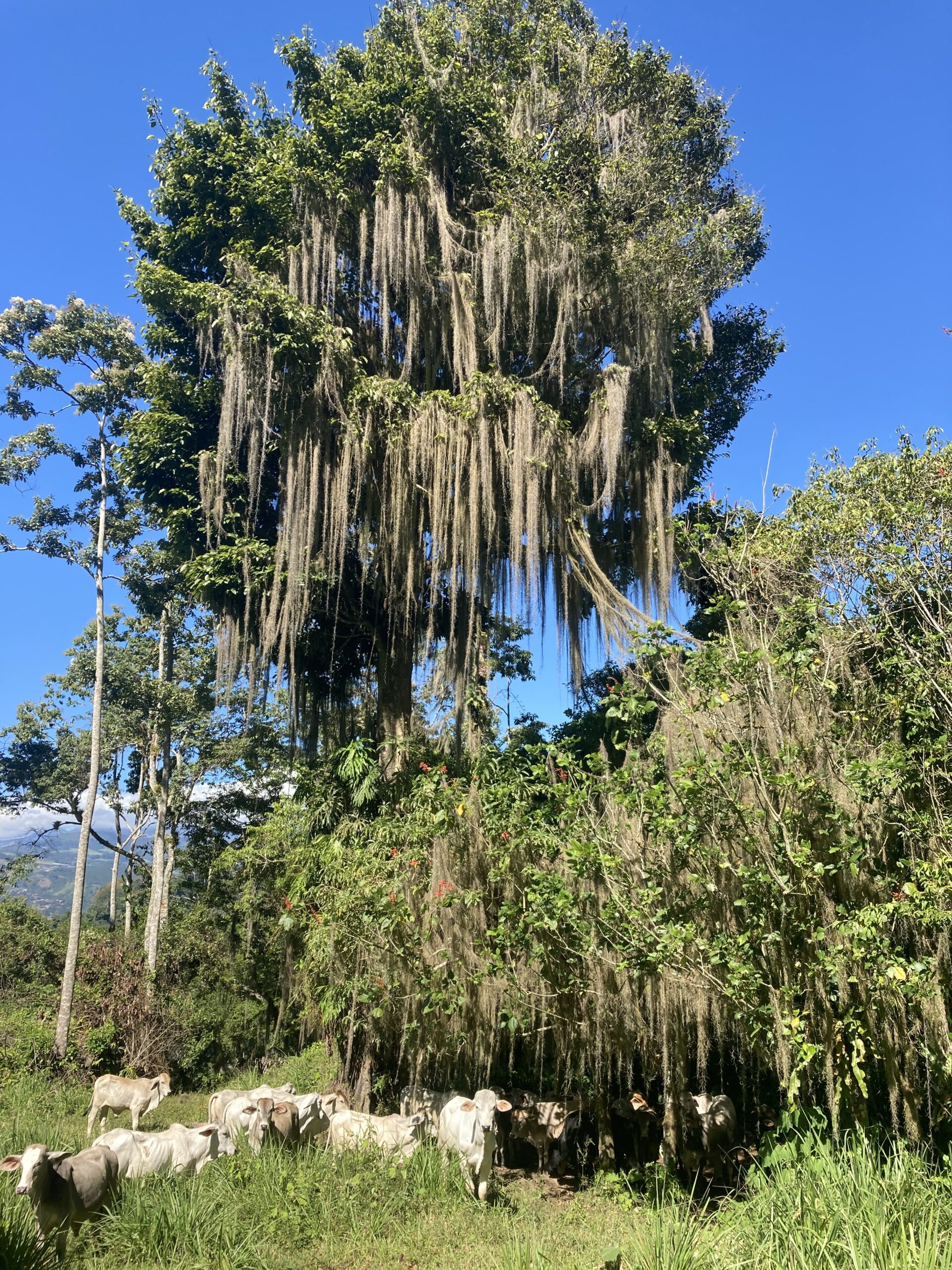 10-daagse Paardrijdtocht van berglandschappen naar de Pacifische kust - Costa Rica - Afbeelding 11