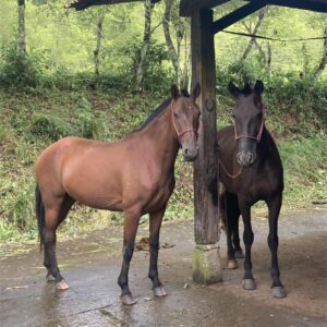 10-daagse Paardrijdtocht van berglandschappen naar de Pacifische kust - Costa Rica - Afbeelding 34