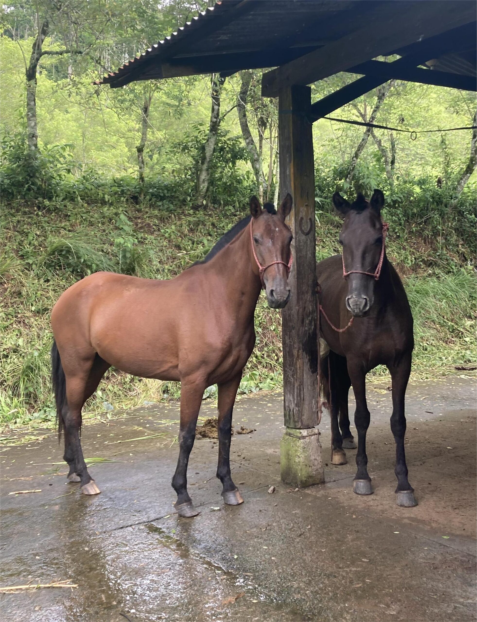 10-daagse Paardrijdtocht van berglandschappen naar de Pacifische kust - Costa Rica - Afbeelding 34
