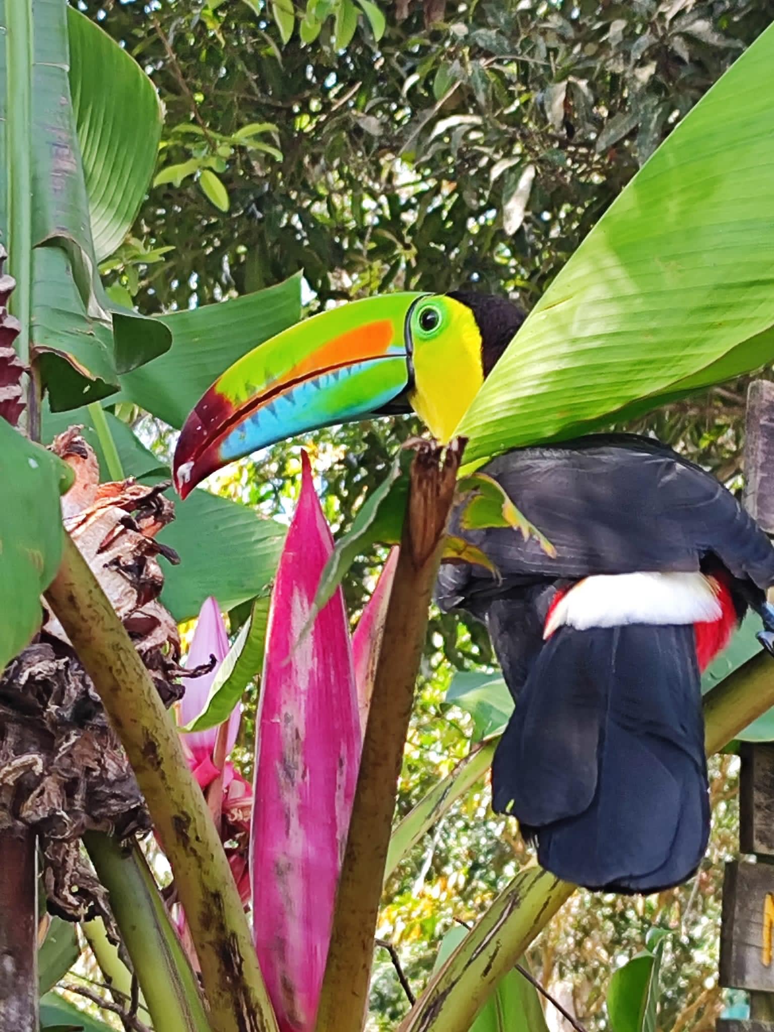 10-daagse Paardrijdtocht van berglandschappen naar de Pacifische kust - Costa Rica