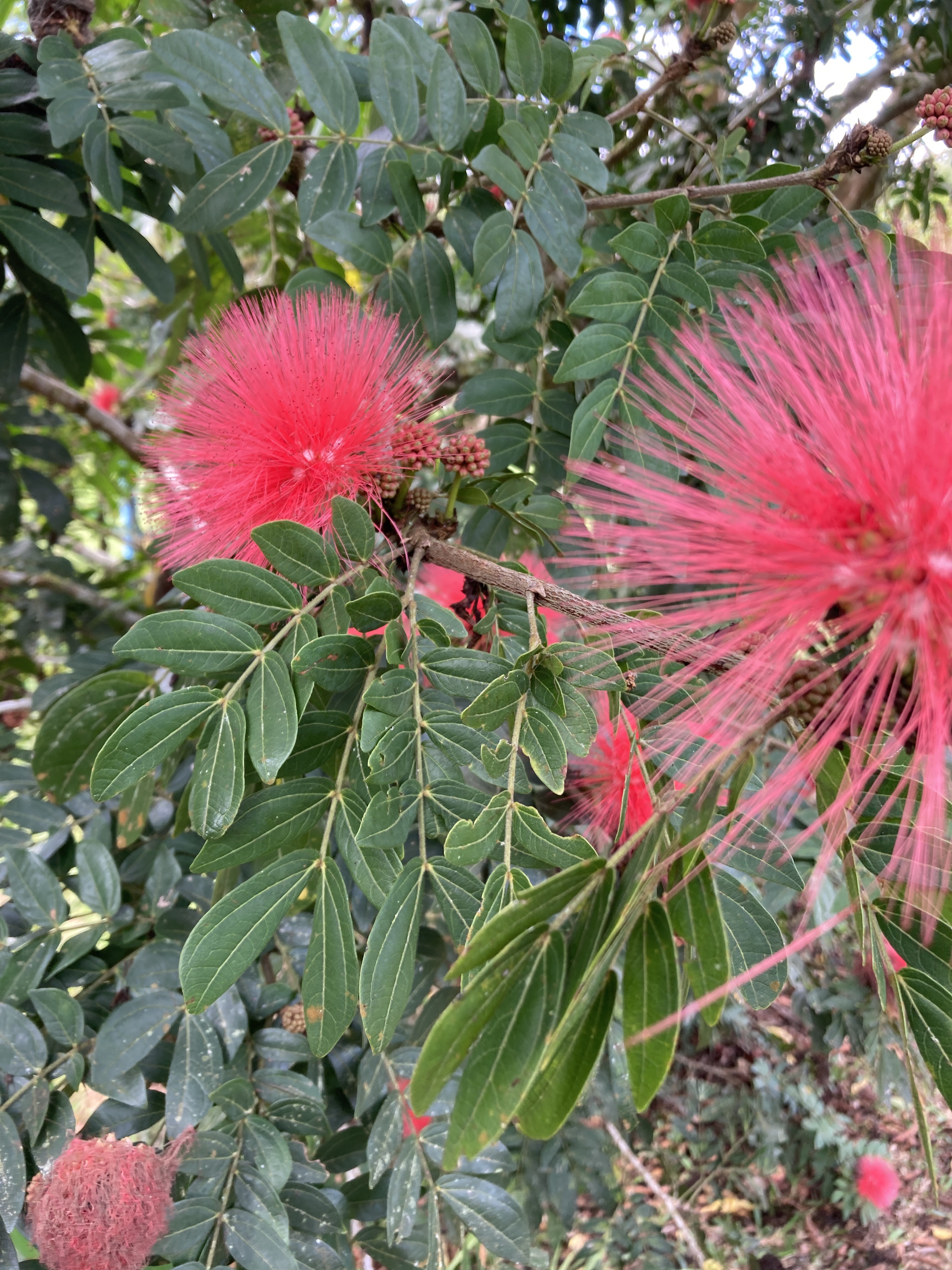 8-daagse Paardrijdtocht bergen, vulkanen, regenwoud - Costa Rica - Afbeelding 6