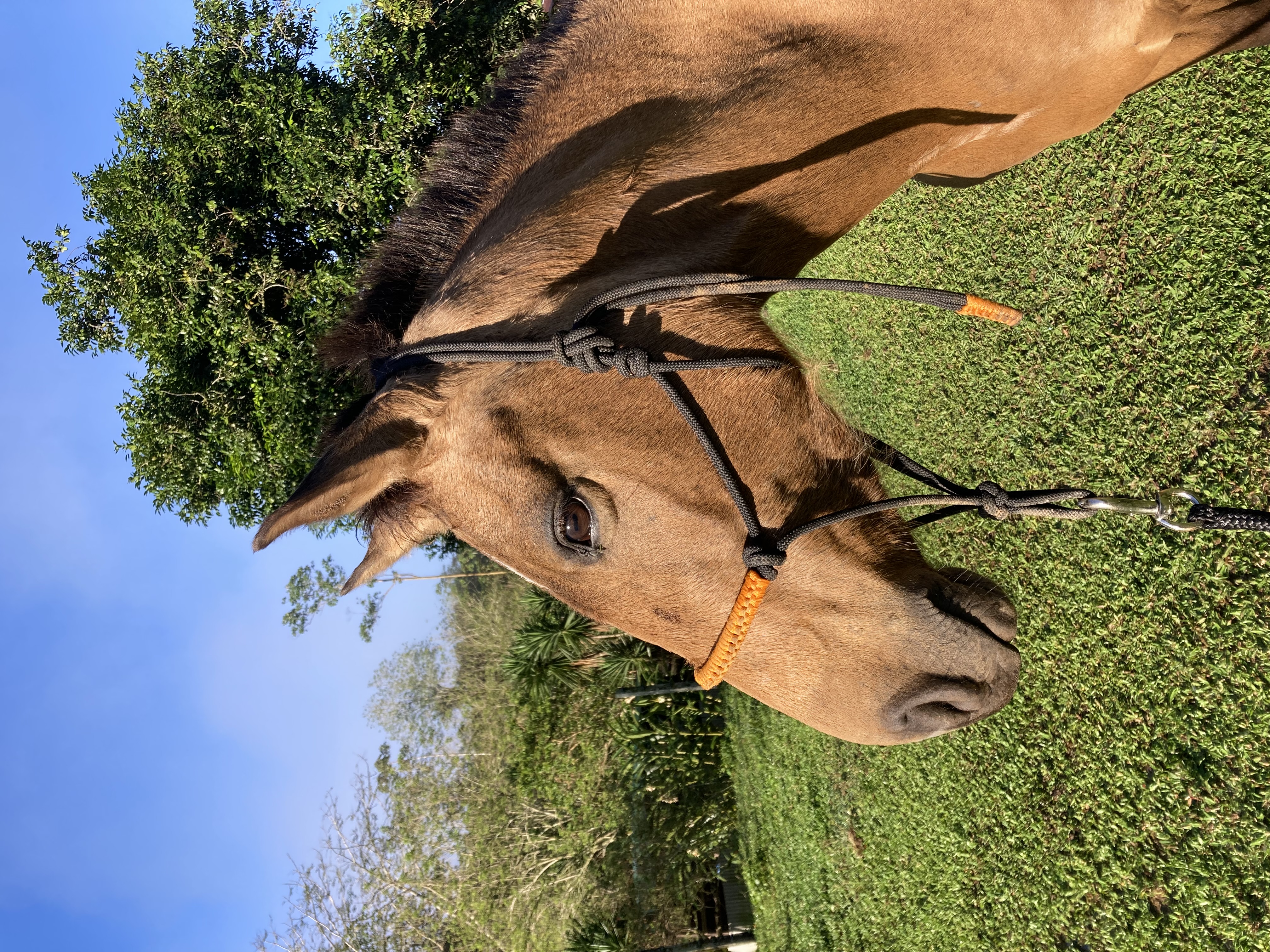 8-daagse Paardrijdtocht bergen, vulkanen, regenwoud - Costa Rica - Afbeelding 31