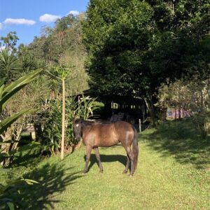 10-daagse Paardrijdtocht van berglandschappen naar de Pacifische kust - Costa Rica - Afbeelding 33