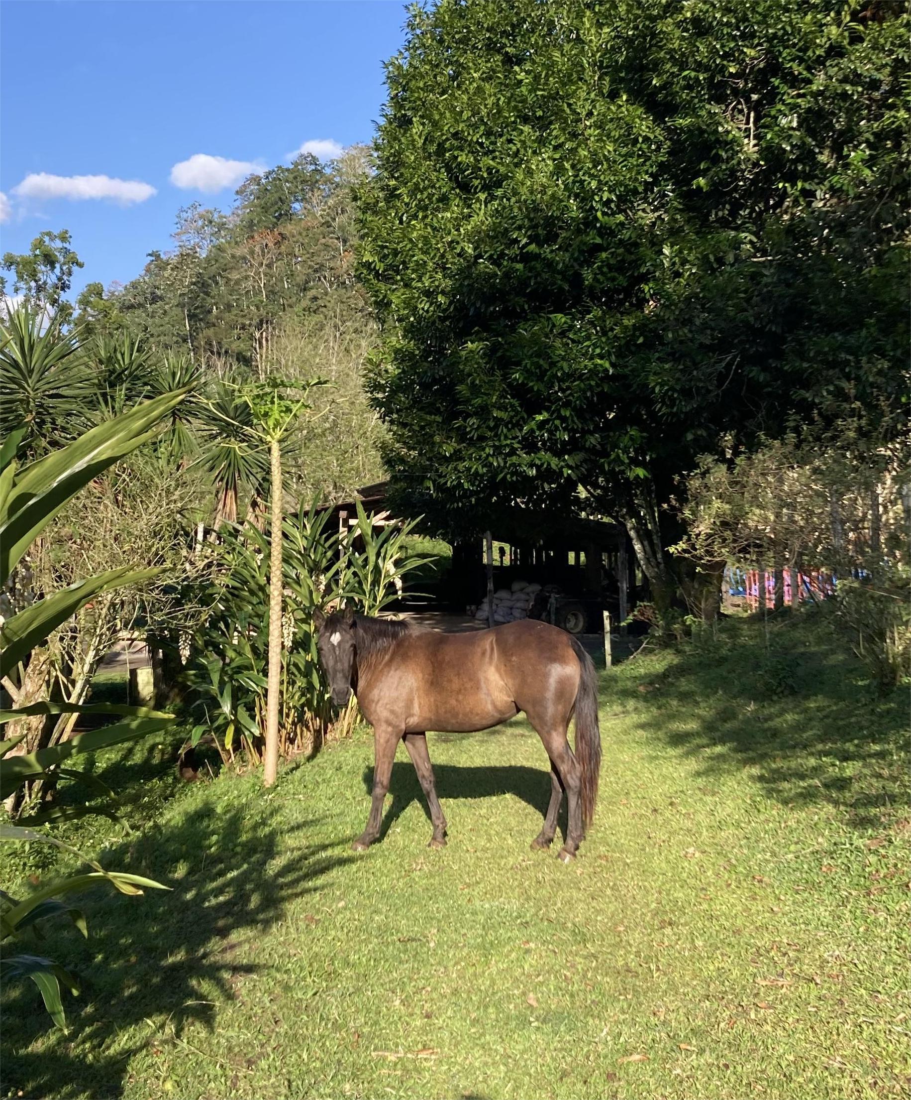 10-daagse Paardrijdtocht van berglandschappen naar de Pacifische kust - Costa Rica - Afbeelding 33