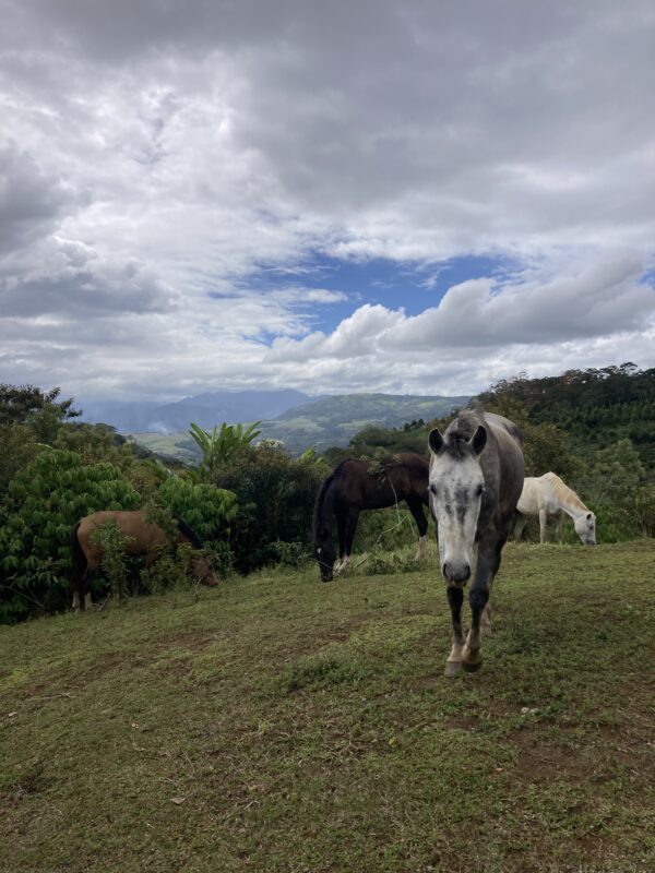 8-daagse Paardrijdtocht bergen, vulkanen, regenwoud - Costa Rica
