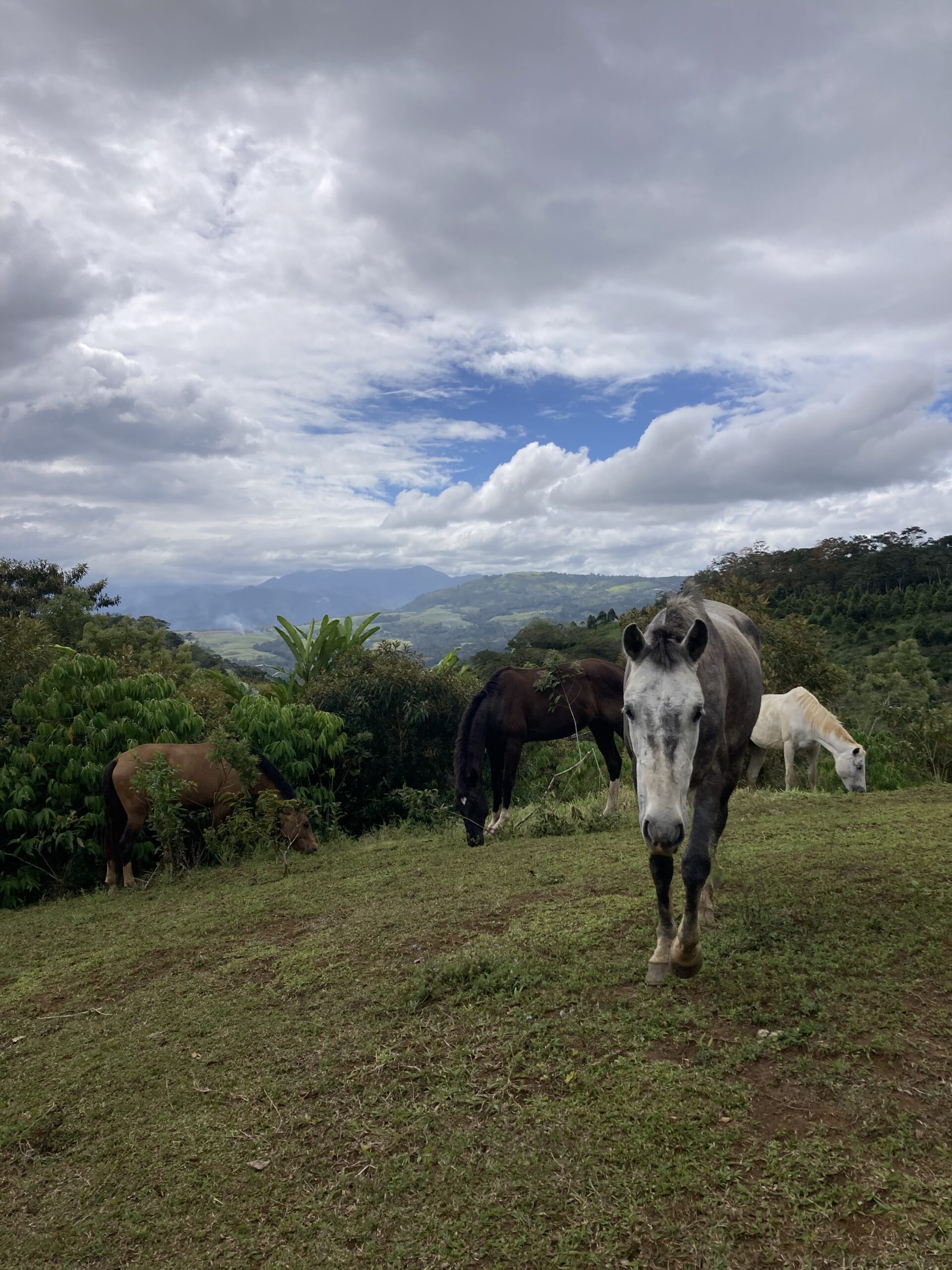 8-daagse Paardrijdtocht bergen, vulkanen, regenwoud - Costa Rica - Afbeelding 30