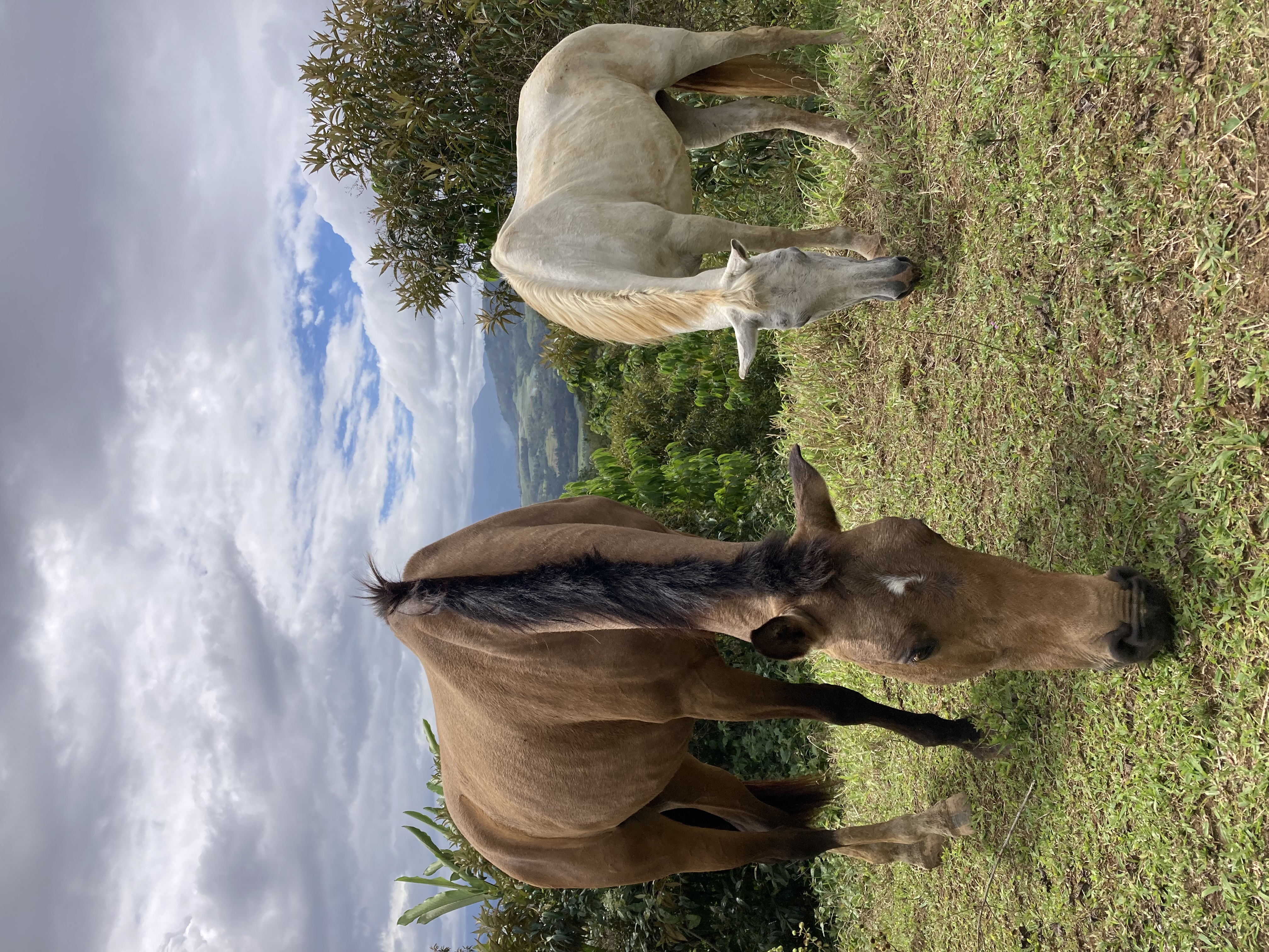 10-daagse Paardrijdtocht van berglandschappen naar de Pacifische kust - Costa Rica - Afbeelding 32