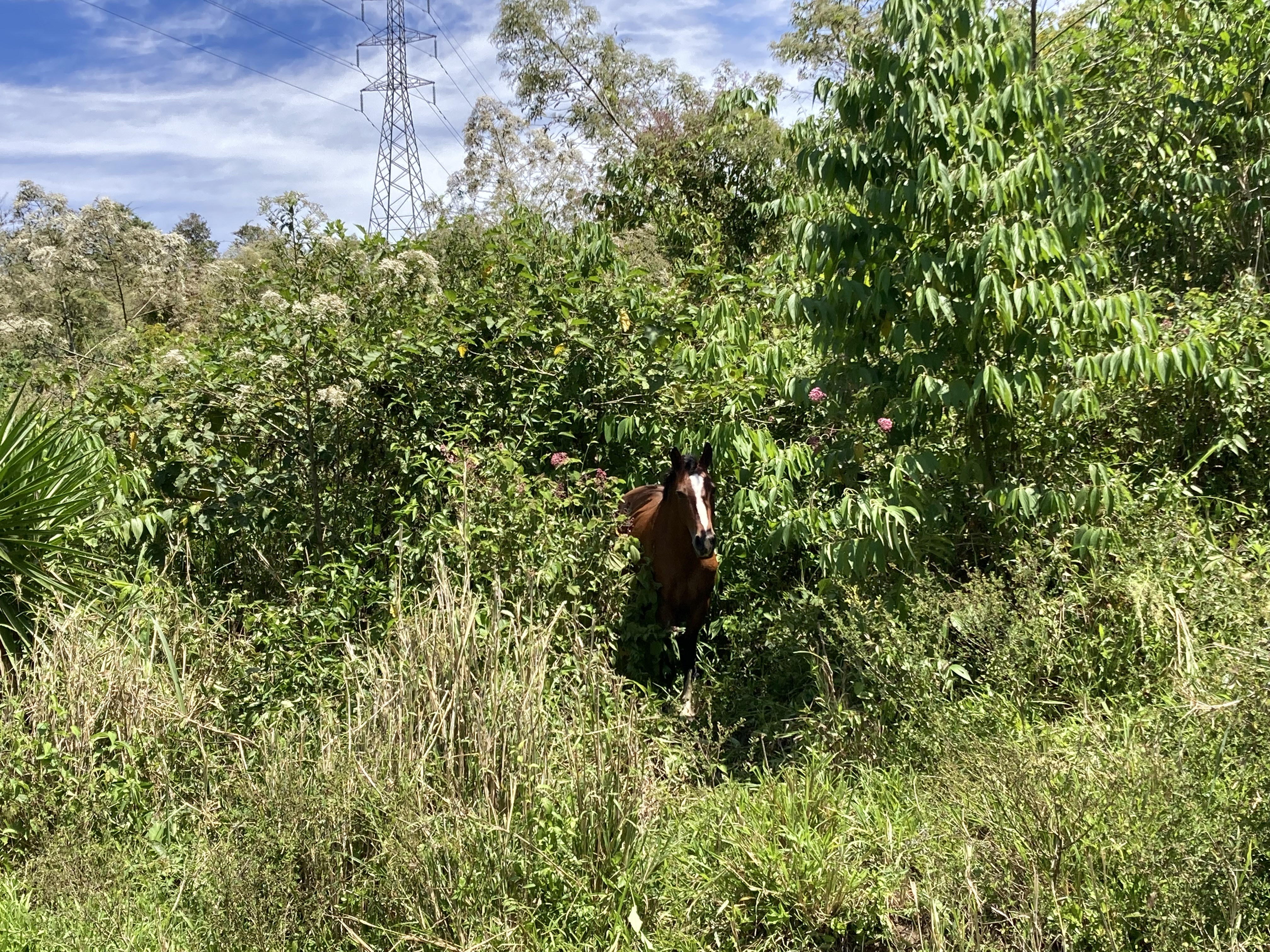 8-daagse Paardrijdtocht bergen, vulkanen, regenwoud - Costa Rica - Afbeelding 29