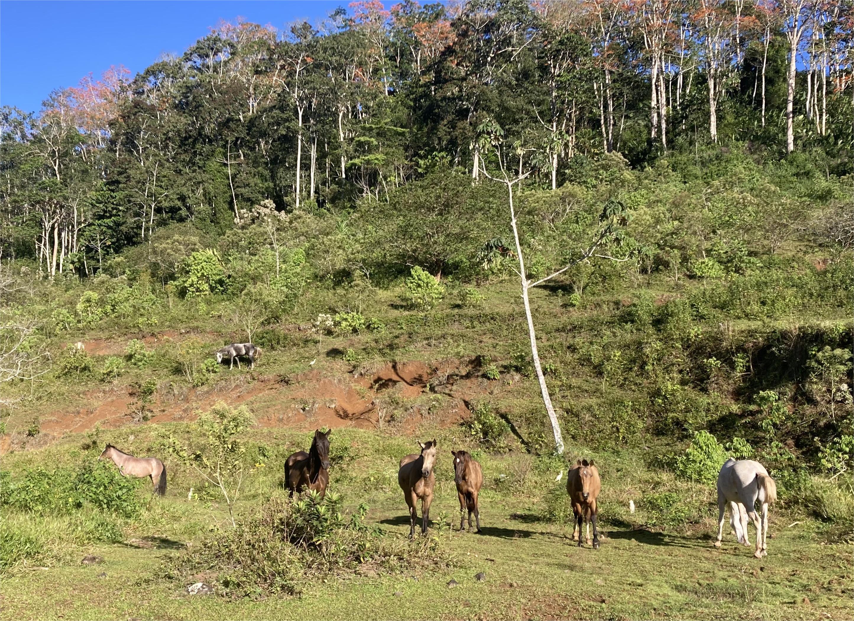 10-daagse Paardrijdtocht van berglandschappen naar de Pacifische kust - Costa Rica - Afbeelding 31