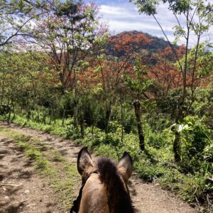 10-daagse Paardrijdtocht van berglandschappen naar de Pacifische kust - Costa Rica - Afbeelding 30