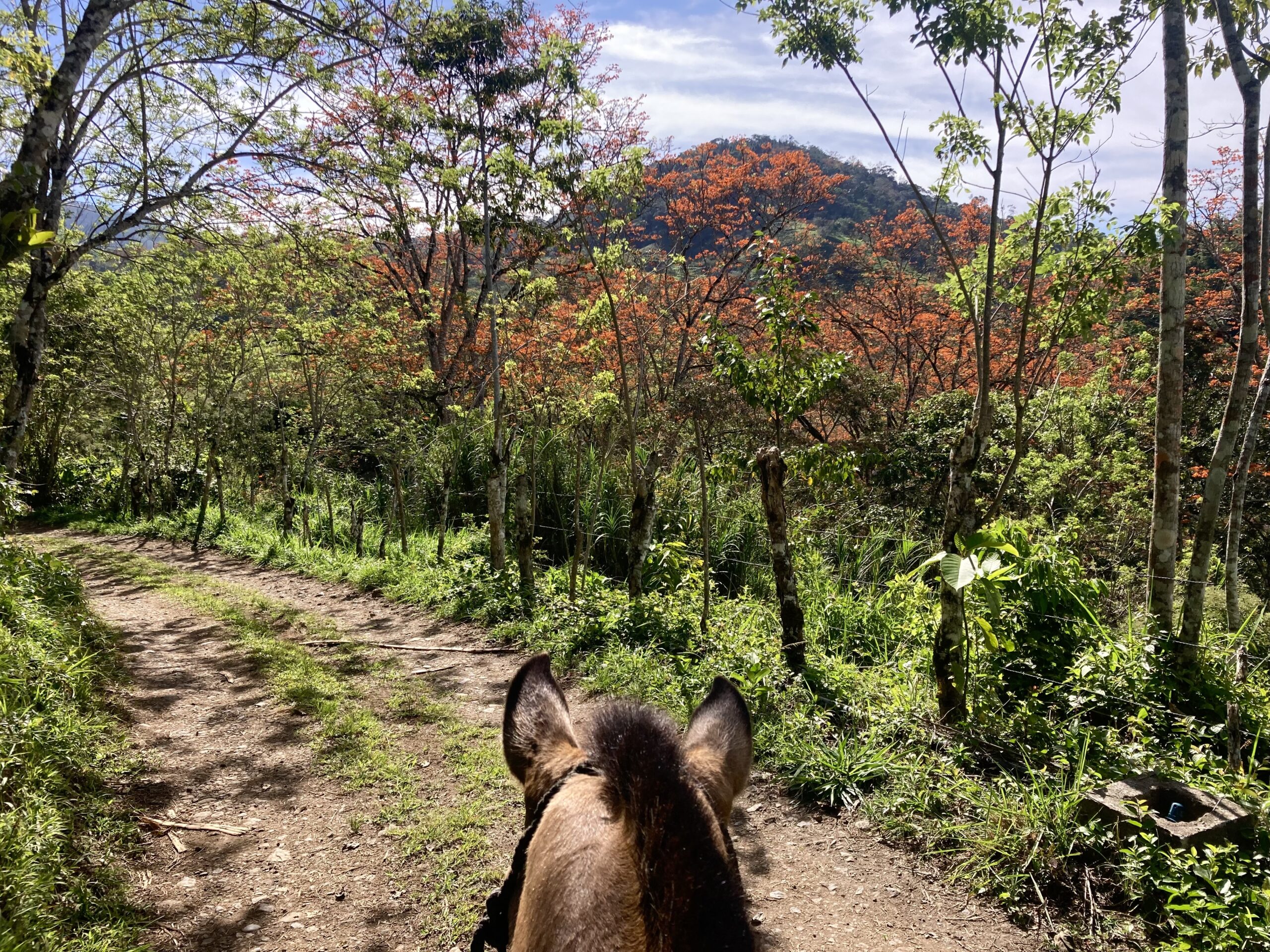 10-daagse Paardrijdtocht van berglandschappen naar de Pacifische kust - Costa Rica - Afbeelding 30