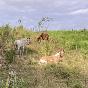 8-daagse Paardrijdtocht bergen, vulkanen, regenwoud - Costa Rica - Afbeelding 27