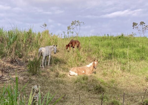 8-daagse Paardrijdtocht bergen, vulkanen, regenwoud - Costa Rica