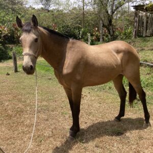 10-daagse Paardrijdtocht van berglandschappen naar de Pacifische kust - Costa Rica - Afbeelding 29