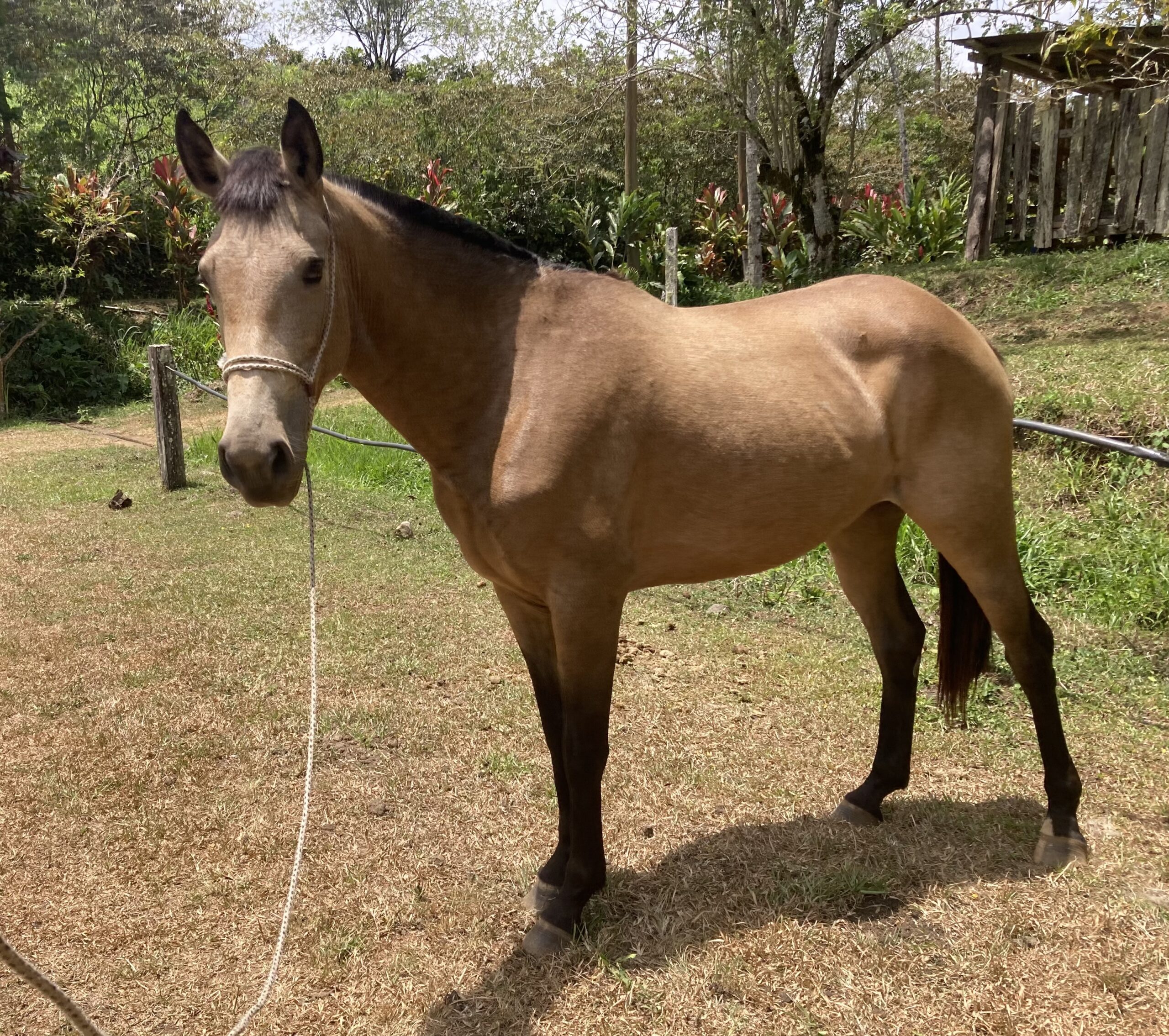 10-daagse Paardrijdtocht van berglandschappen naar de Pacifische kust - Costa Rica - Afbeelding 29