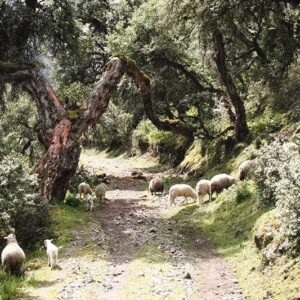 Paardrijdagtocht Manthanay Natural Reserve & Hummingbirds Sanctuary - Peru - Afbeelding 2