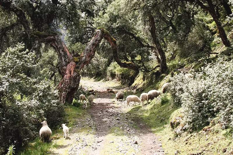 Paardrijdagtocht Manthanay Natural Reserve & Hummingbirds Sanctuary - Peru