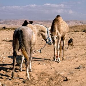 10-daagse paardrijtocht door Wadi Rum - Jordanië - Afbeelding 21