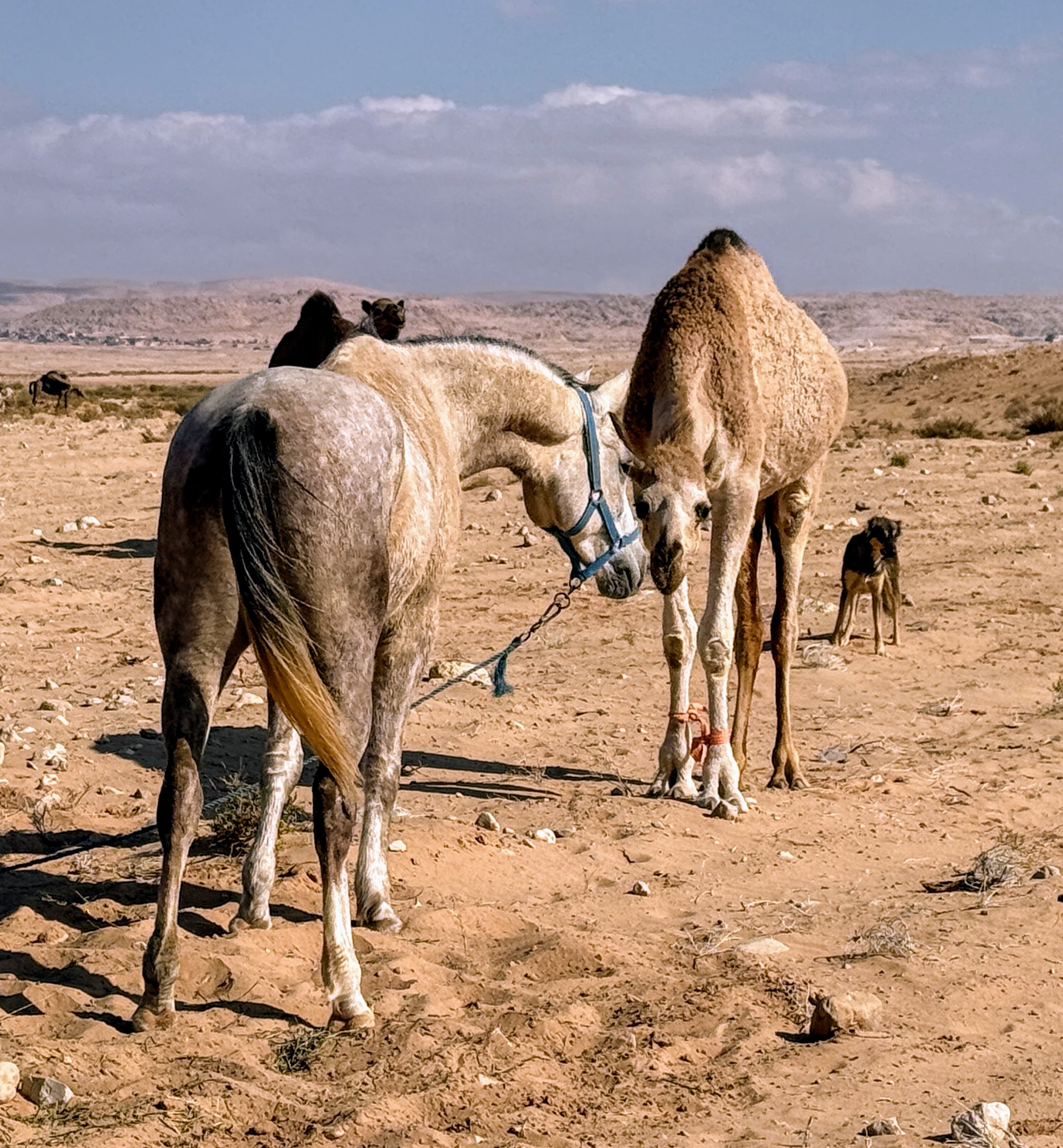10-daagse paardrijtocht door Wadi Rum - Jordanië