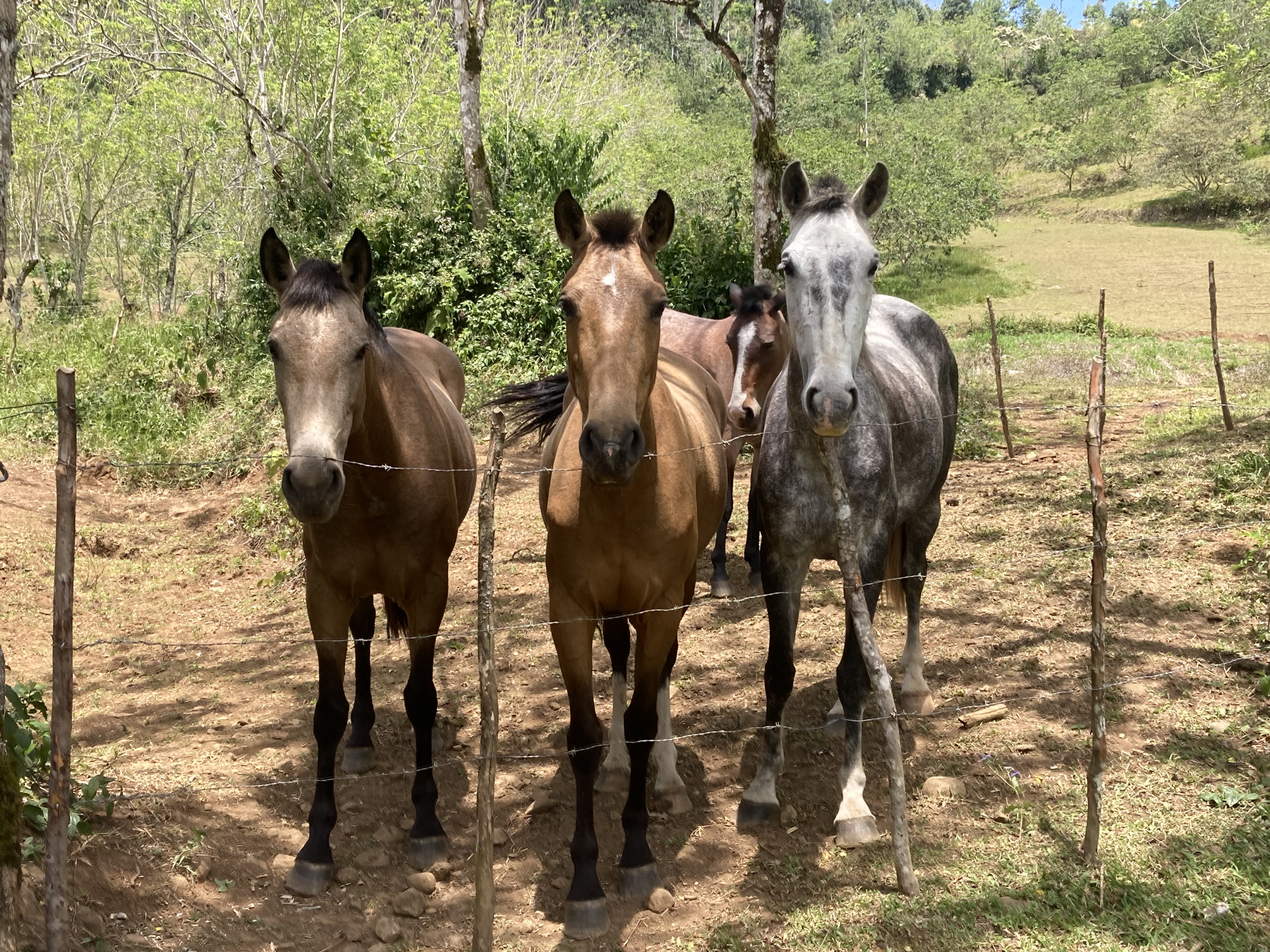 8-daagse Paardrijdtocht bergen, vulkanen, regenwoud - Costa Rica - Afbeelding 26