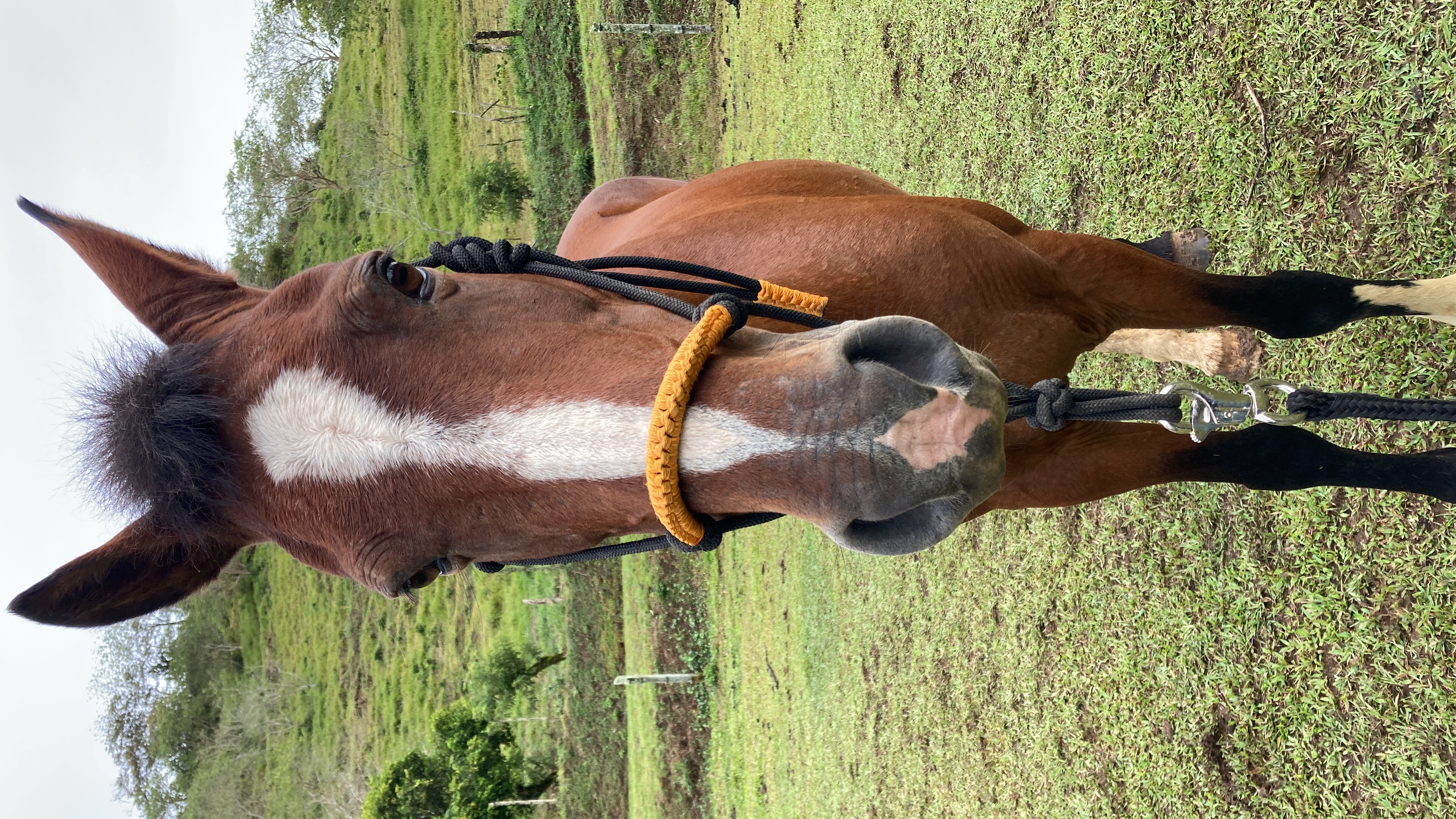 10-daagse Paardrijdtocht van berglandschappen naar de Pacifische kust - Costa Rica - Afbeelding 28