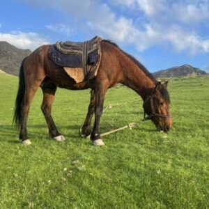 9-daagse paardrijtocht Nurota-bergen, woestijn en Zijderoute - Oezbekistan - Afbeelding 21