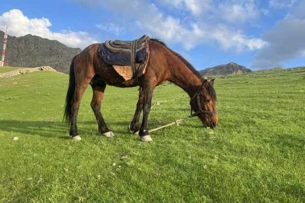 9-daagse paardrijtocht Nurota-bergen, woestijn en Zijderoute - Oezbekistan