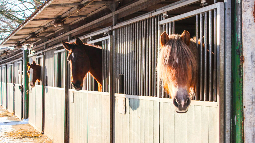 Paardrijlessen privé/groep (evt. met overnachting, evt. met eigen paard) - Loonse en Drunense Duinen Noord-Brabant - Nederland