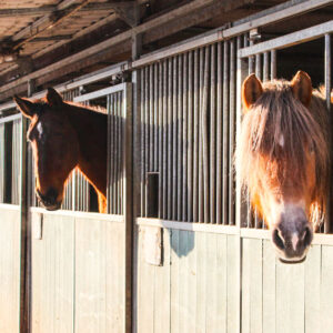 Paardrijlessen privé/groep (evt. met overnachting, evt. met eigen paard) - Loonse en Drunense Duinen Noord-Brabant - Nederland - Afbeelding 2