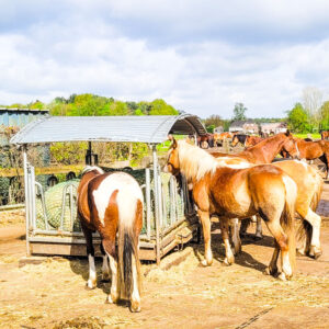 Paardrijlessen privé/groep (evt. met overnachting, evt. met eigen paard) - Loonse en Drunense Duinen Noord-Brabant - Nederland - Afbeelding 5