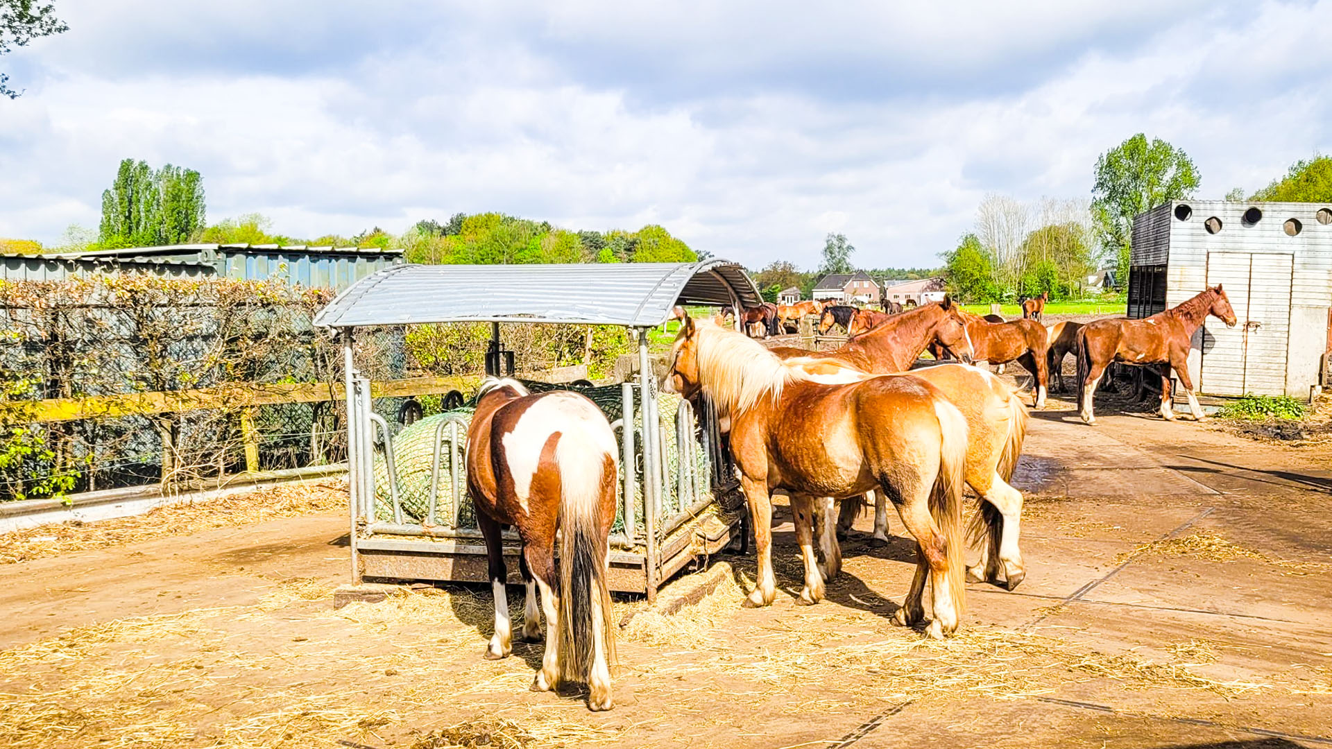 Paardrijlessen privé/groep (evt. met overnachting, evt. met eigen paard) - Loonse en Drunense Duinen Noord-Brabant - Nederland