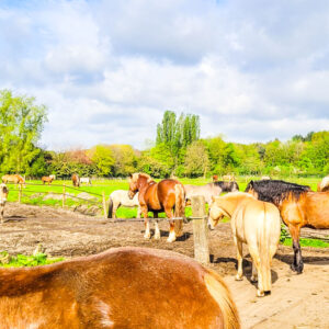Ruiterweekend ouder en kind - Loonse en Drunense Duinen Noord-Brabant - Nederland - Afbeelding 4